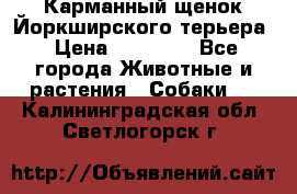 Карманный щенок Йоркширского терьера › Цена ­ 30 000 - Все города Животные и растения » Собаки   . Калининградская обл.,Светлогорск г.